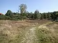 Heide- und Sandtrockenrasen in Eilendorf als Relikt der ehemals weit verbreiteten Heidewirtschaft.