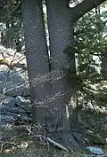 Stamm eines Altbaumes, Orjen (Bijela gora)