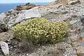 Strohblume (Helichrysum)