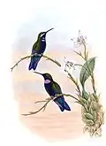 Unterart des Brustband-Brillantkolibri (Heliodoxa schreibersii whitelyana) nach John Gould und William Matthew Hart