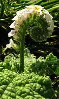 Heliotropium elongatum