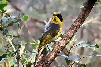 Lichenostomus melanops cassidix