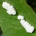 Das frische Gelege auf einem Blatt