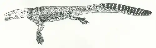 Zeichnung von Helveticosaurus