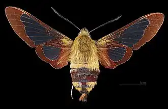 Hemaris thysbe ♀