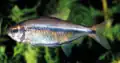 Hemigrammus barrigonae