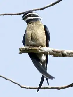 Ohrenbaumsegler (Hemiprocne comata)