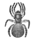 Zeichnung der Spinne