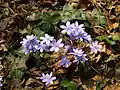 var. nobilis mit marmorierten Blättern in Norditalien