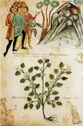 Oben: Zauber gegen Wegelagerer. Unten: Pflanzenbild des Schwarzen Nachtschattens (Solanum nigrum). (fol.&nbsp;78&nbsp;v.)