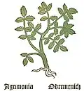 Teil I, Kapitel 6 ... Agrimonia eupatoria
