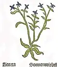 Herbarius Moguntinus 1484