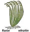 Herbarius Moguntinus 1484