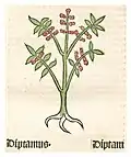 Herbarius moguntinus 1484 Diptam
