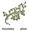 Herbarius Moguntinus 1484