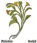 Herbarius Moguntinus 1484