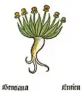 Herbarius Moguntinus 1484