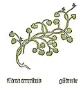 Teil I, Kapitel 59 Glechome hederacea