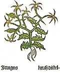 Herbarius Moguntinus 1484