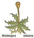 Teil I, Kapitel 94 Mandragora officinarum