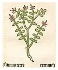 Herbarius Moguntinus 1484