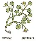 Teil I, Kapitel 98 ... Nuphar lutea