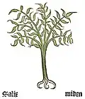 Teil I, Kapitel 136 ........ Salix