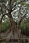 Heritiera littoralis, Iriomote