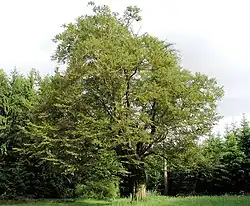 „Hermann-Löns-Buche“ im Schelderwald westlich von Hülshof an der Brabanter Straße