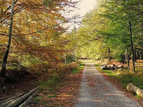Hertogenwald bei Eupen, ehemalige Trasse der Schmalspurbahn