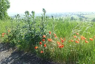Disteln und Klatschmohn