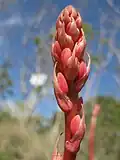 Anfang April In Texas