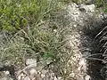 Hesperaloe parviflora und Dasylirion texanum in Dolan Falls Texas