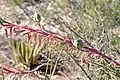 Hesperaloe parviflora subsp. bechtoldii mit Früchten