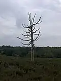 Heide im Amerongse Berg