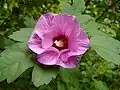Blüte