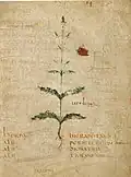 Pseudo-Apuleius Leiden 6. Jahrhundert