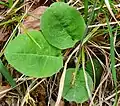 Detail eines basalen Blattes von Hieracium hypochoeroides subsp. jenzigense (Bornm. & Zahn) Greuter