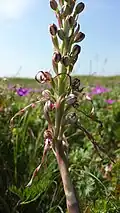 Blütenstand mit sich gerade öffnenden Blüten, deren Zungen sich entrollen