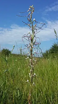 Habitus