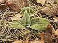 Gefrorene Blattrosette im Winter
