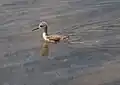 Küken