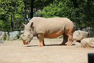 Breitmaulnashorn