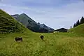 Jungrinder auf der Alpe, links dahinter ist der Linkerskopf