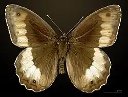 ♂