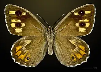 ♀