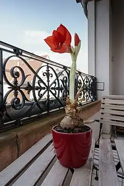 Hippeastrum als Topfpflanze