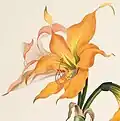 Hippeastrum Striatum
