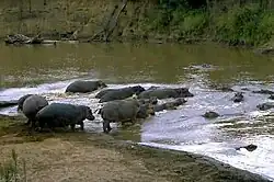 Badiar Nationalpark (PNB)
