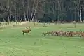 Hirschbrunft bei Starkshorn